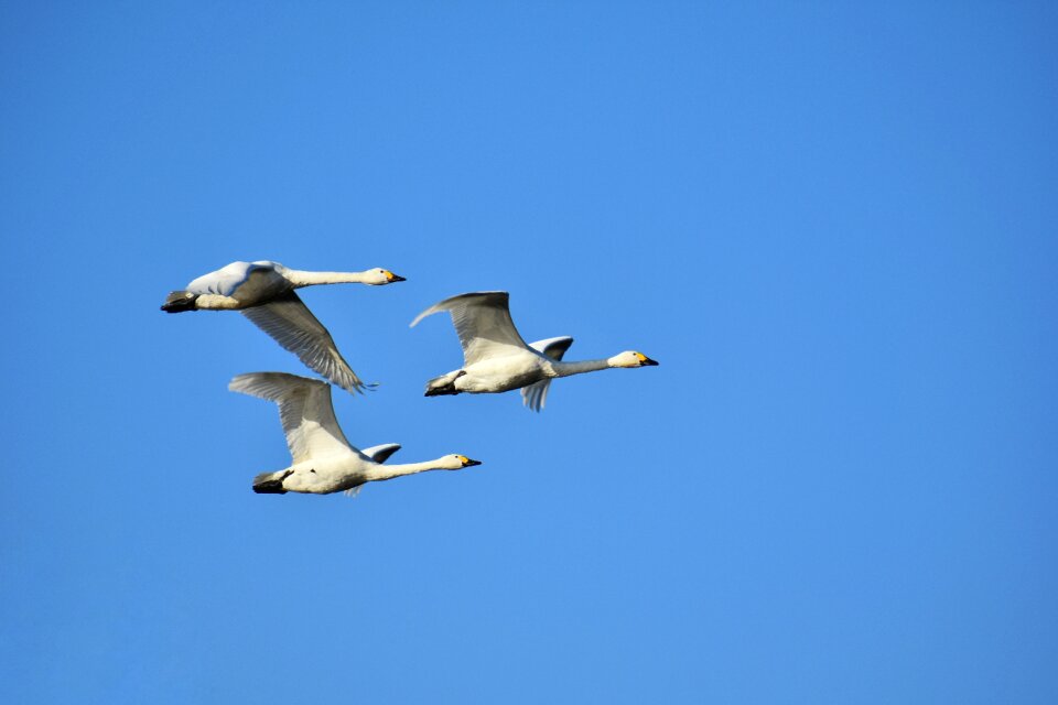 Wild birds waterfowl fields