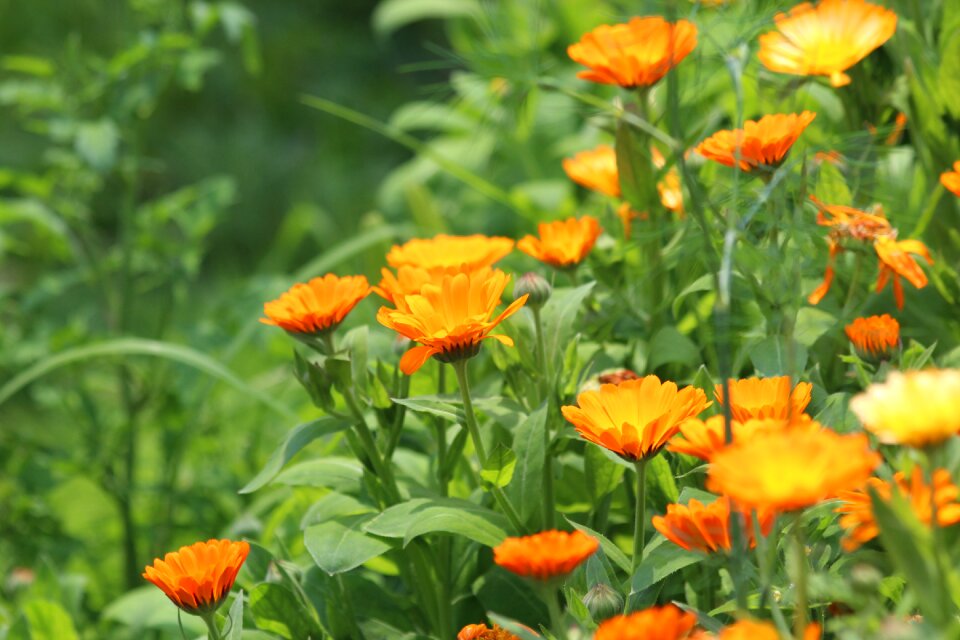 Calendula officinalis nature plant photo