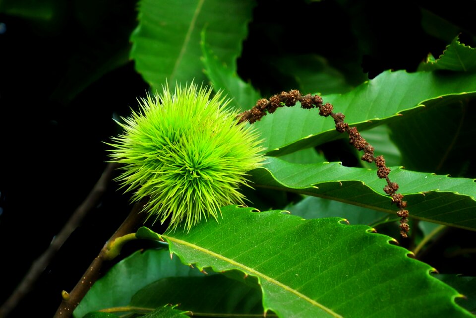 Fruit foliage ornament