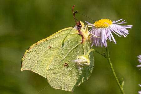 Proboscis close up macro