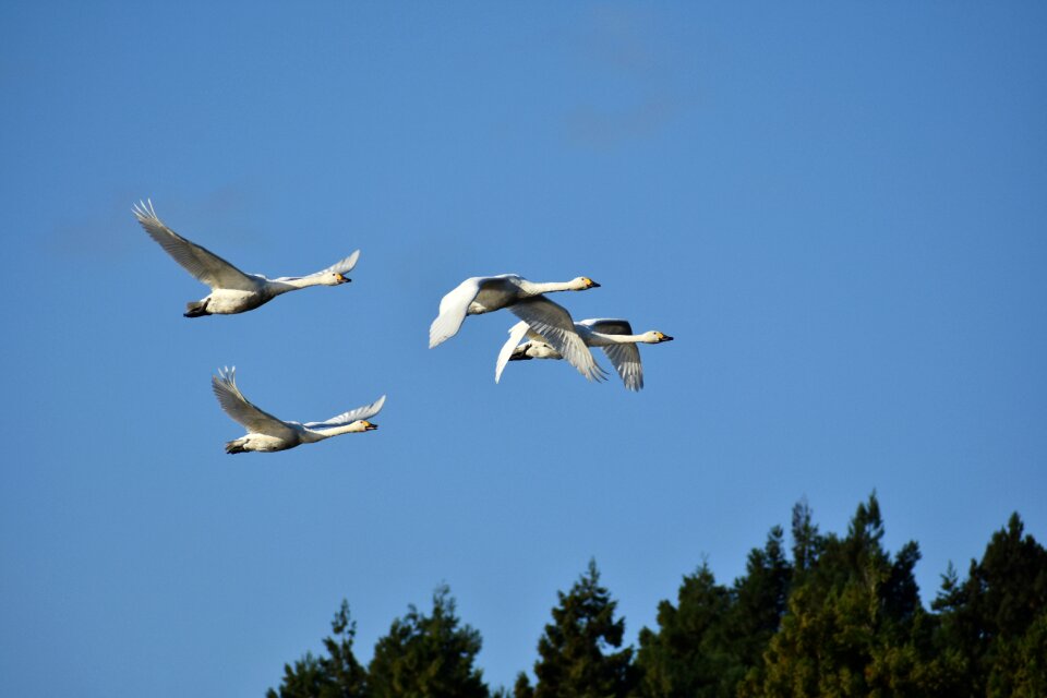 Wild birds waterfowl fields