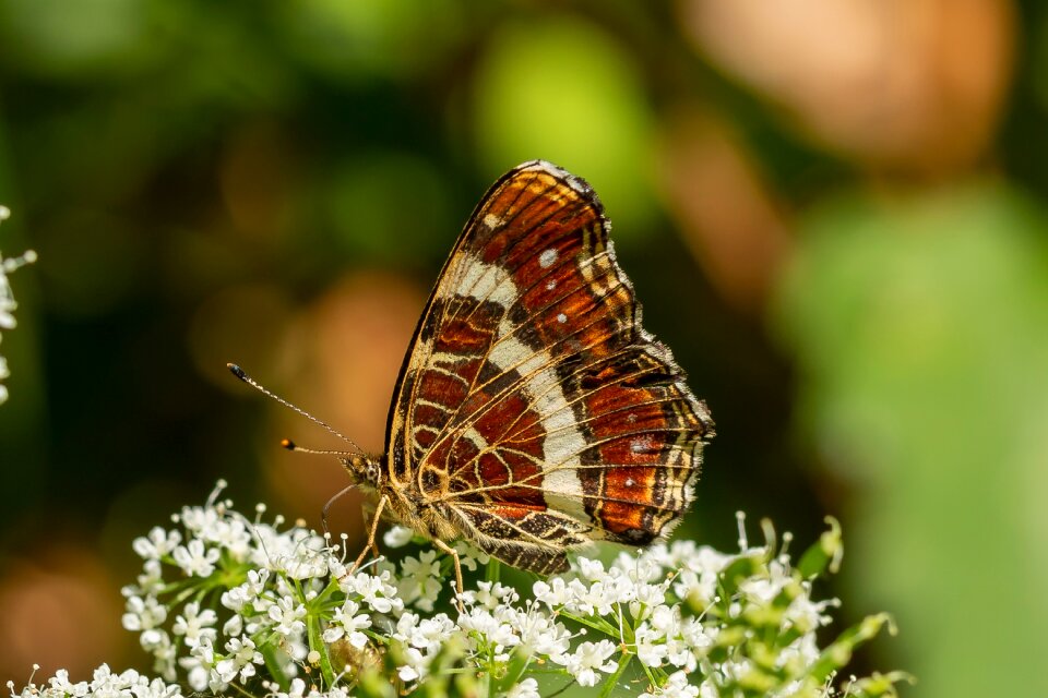 Proboscis close up macro