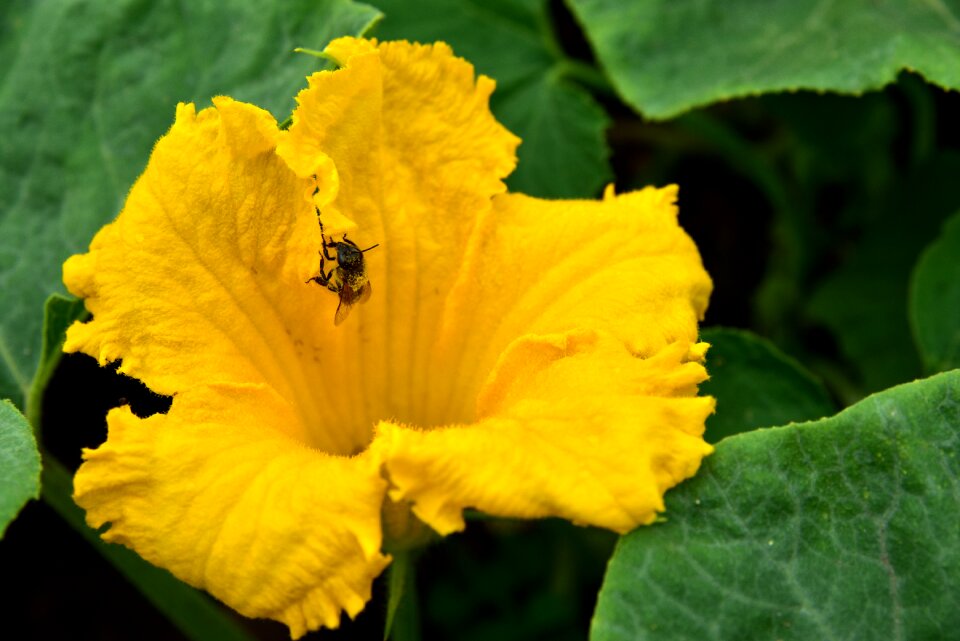 Close up yellow macro