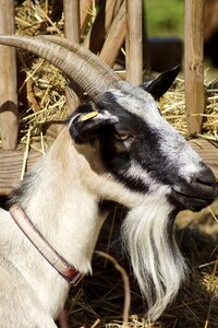 Horns mammals domestic goat photo