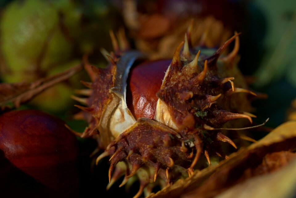 Shell chestnut fruit autumn fruit