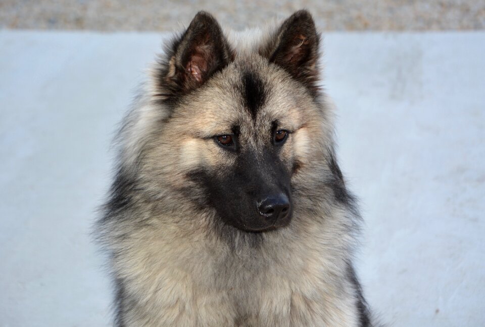 Eurasier christmas animal portrait black mask