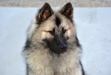 Eurasier christmas animal portrait black mask