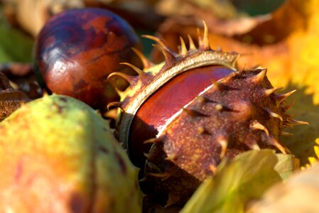 Shell spur nature photo