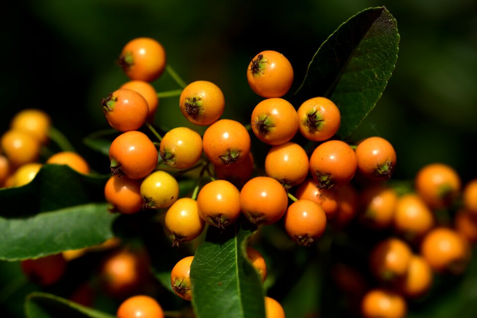 Fruits bush plant