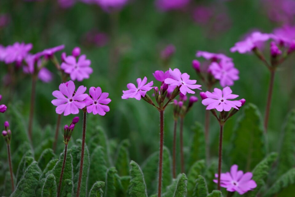Spring flowers nature spring