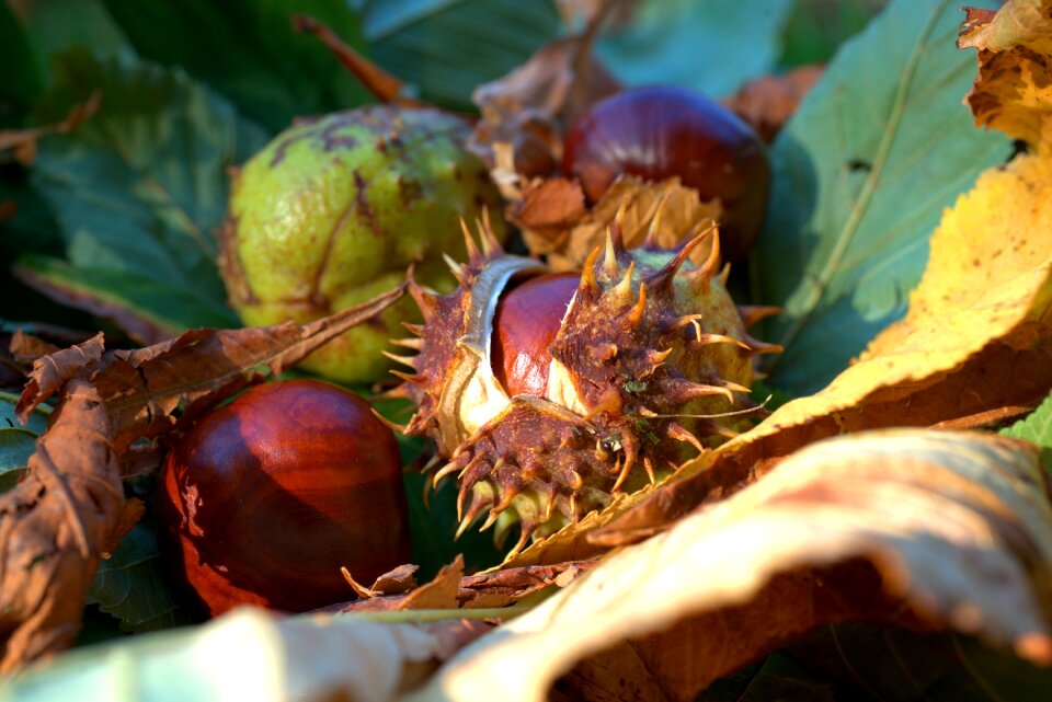 Prickly decoration brown