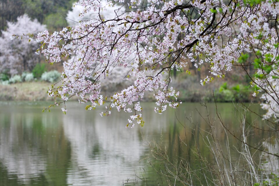 Sakura river spring landscape
