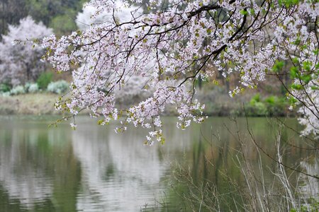 Sakura river spring landscape