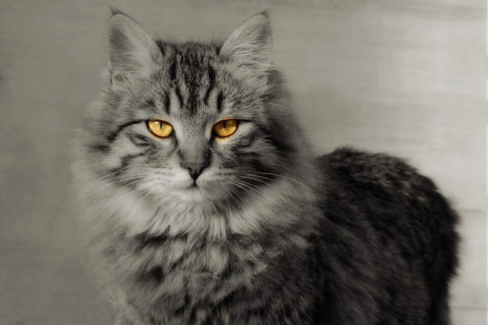 Animal cat eye looking