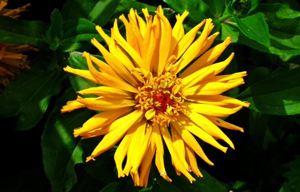 Summer nature macro