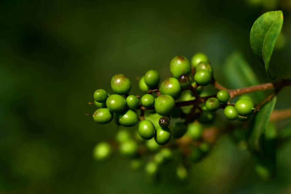 Immature ornamental plant ornamental shrub