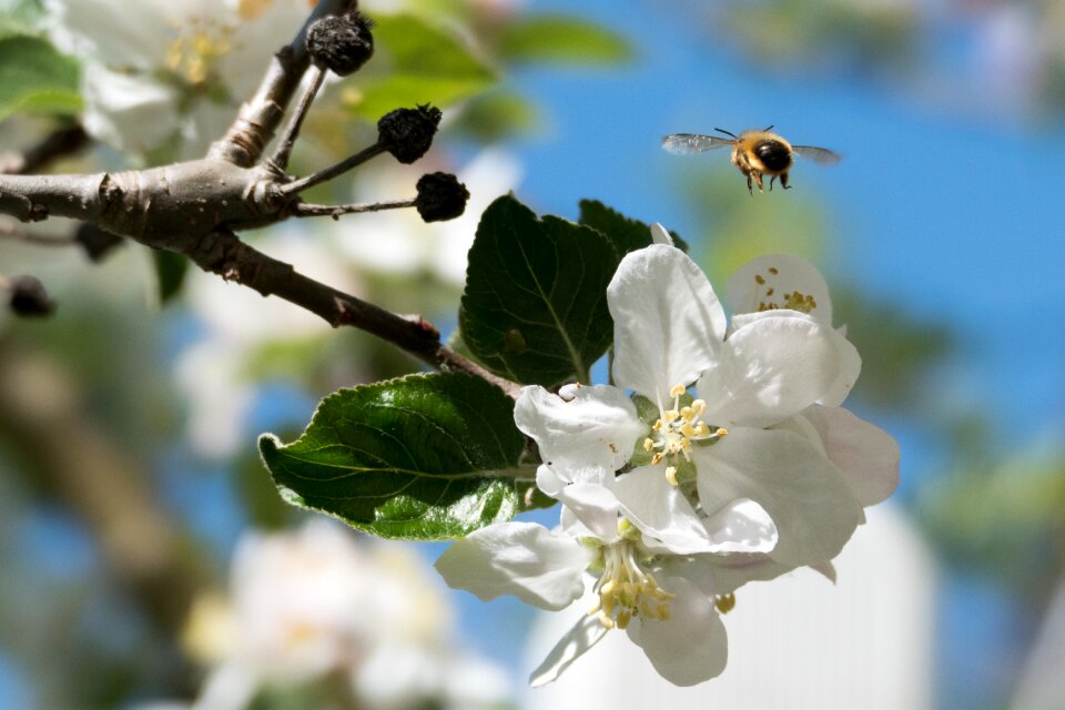 Insect flower plant