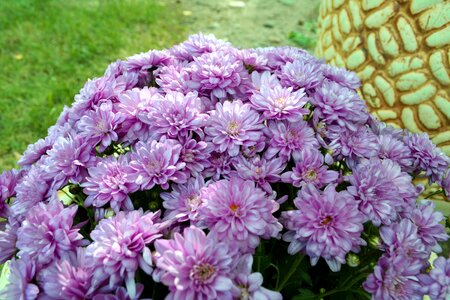 Bouquet nature bloom