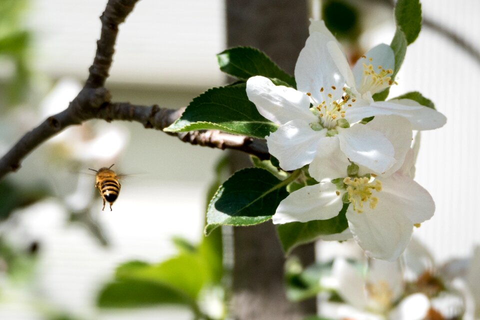 Insect flower plant