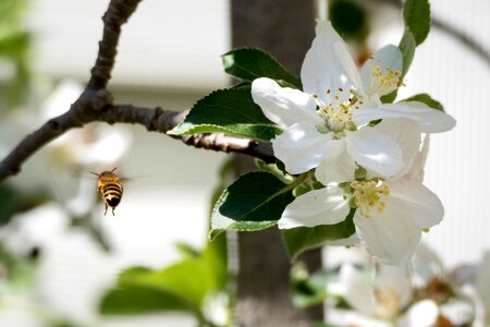 Insect flower plant
