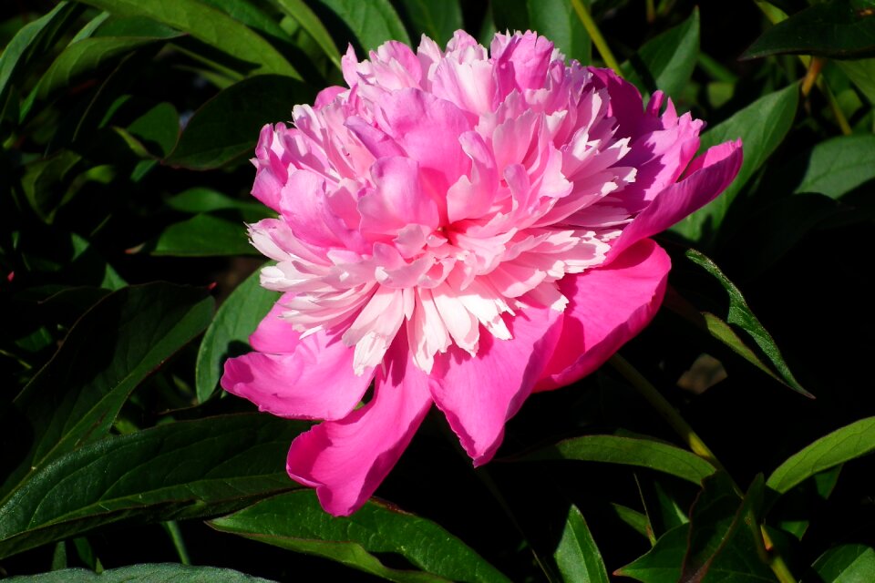 The petals nature spring