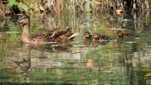 Birds animals small photo