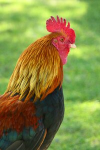 Chicken poultry beak photo