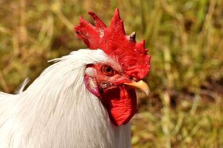 Feather farm animal animal world