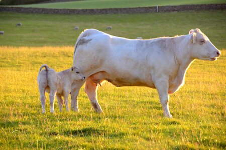 Cattle beef grass