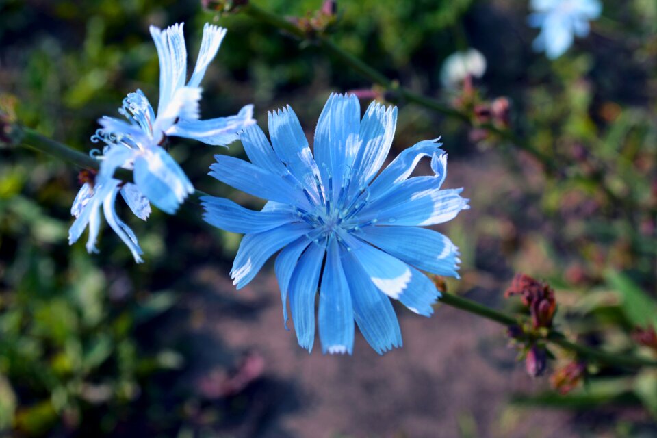 Nature beauty blue color