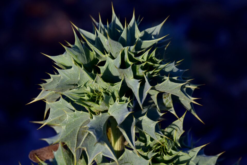 Spur pointed thorns