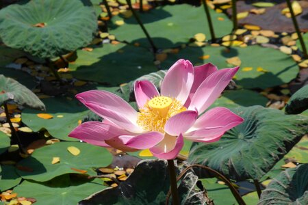 Pond blossom pink