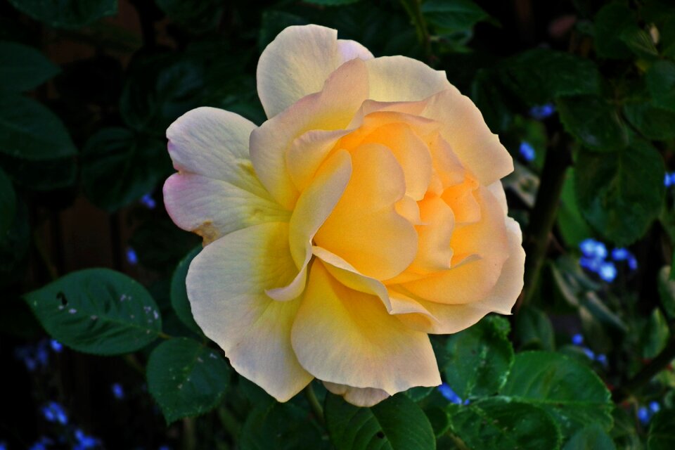 The petals nature garden
