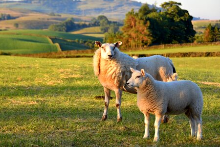 Sheep meadow lambs