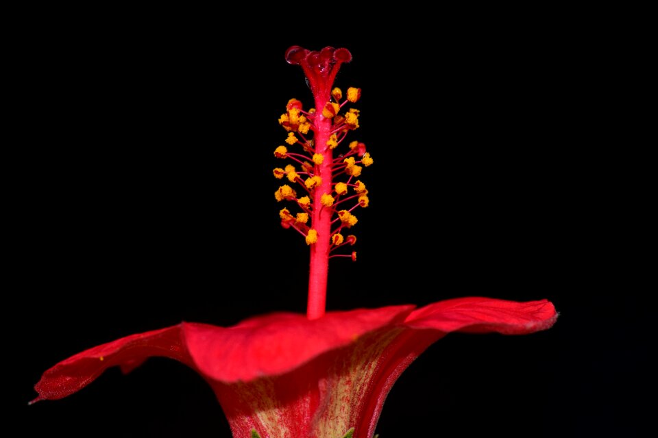 Flower red mallow photo