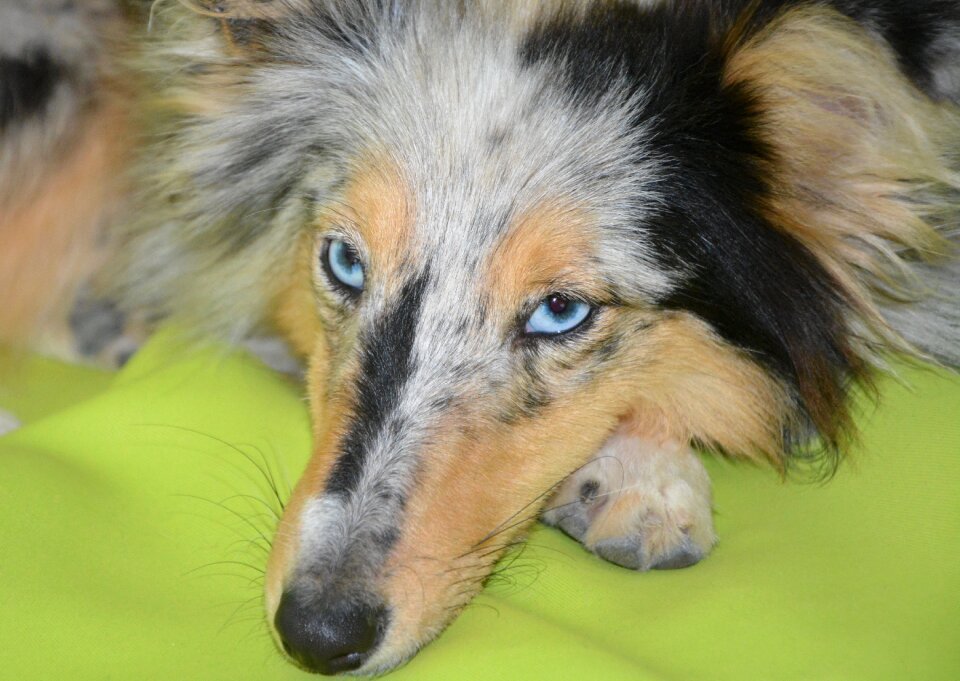 Shetland sheepdog blue eyes shetland sheepdog blue merle portrait