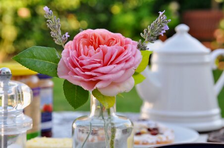 Breakfast table rose romantic photo