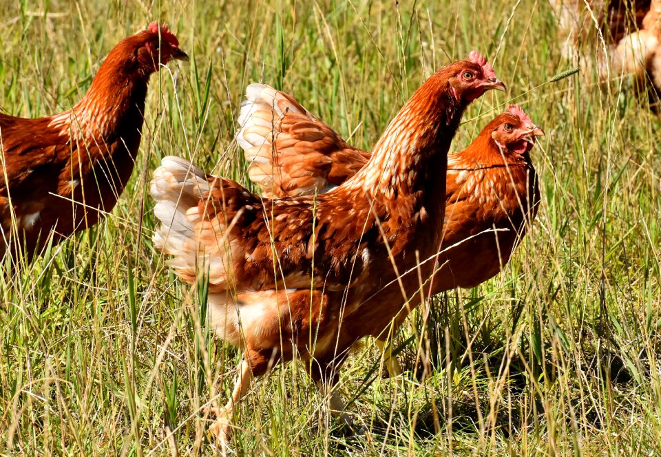 Plumage feather farm animal