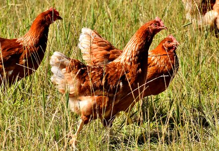 Plumage feather farm animal