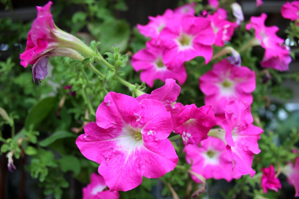 Nature blumenau brazil