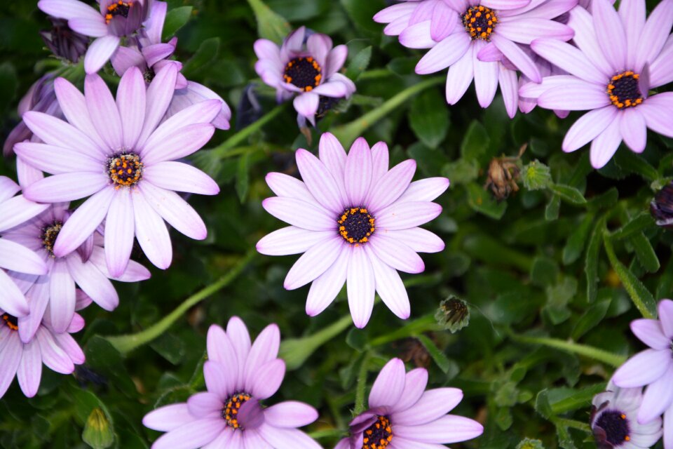 Botany flowers color purple spring-flowering