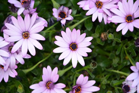 Botany flowers color purple spring-flowering