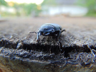 Insect outdoors beetle