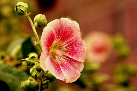 Pink malvaceae bud photo