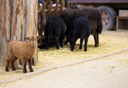 Animal husbandry goats rural photo