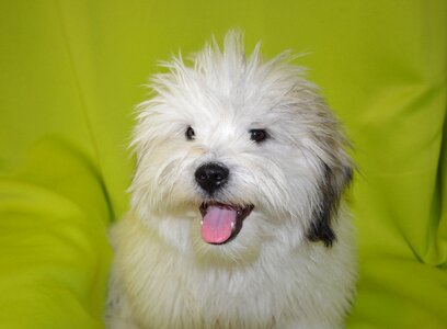 Dog coton tulear storm blue hair long white fur photo