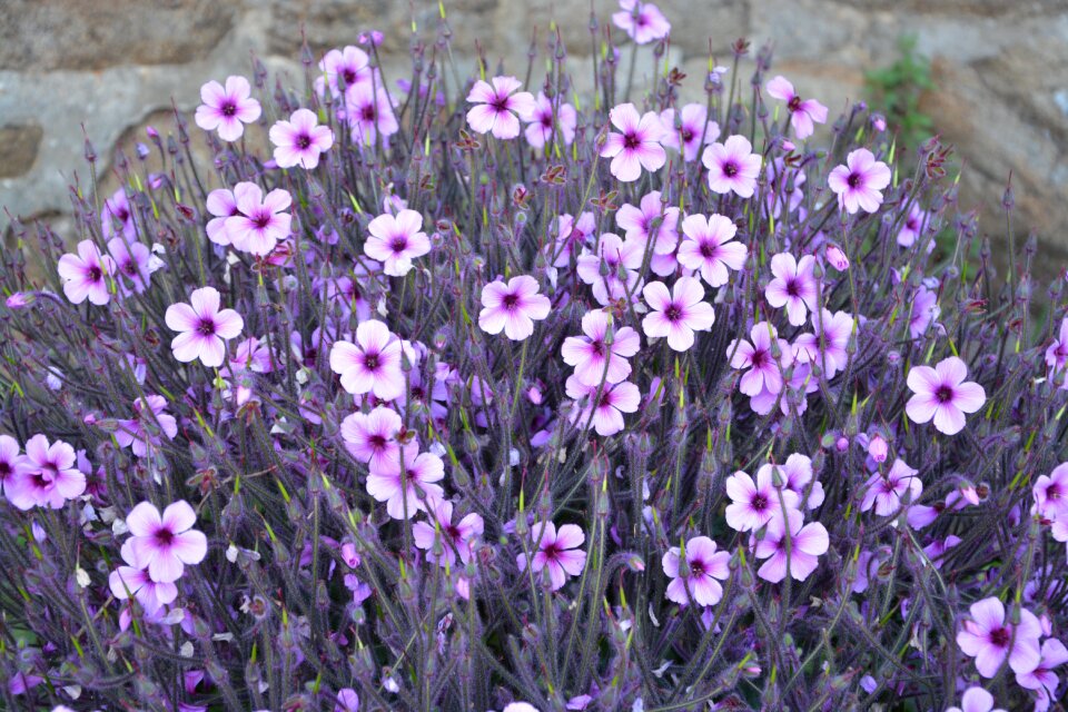 Botany flowers color purple spring-flowering
