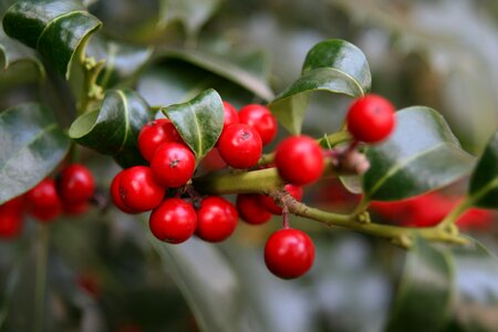 Red ilex berry