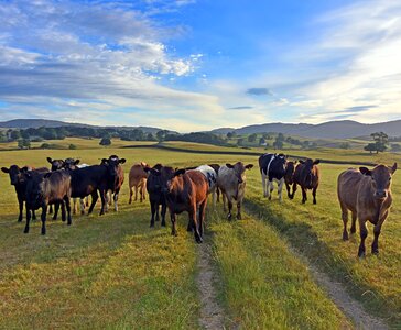 Cows meadow landscape