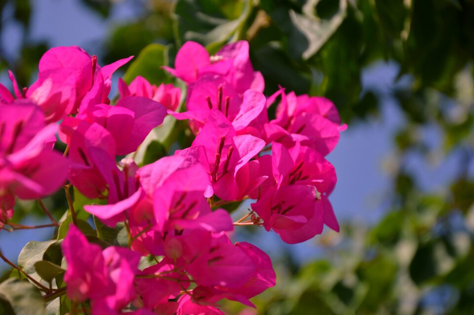 Flower pink triple flower